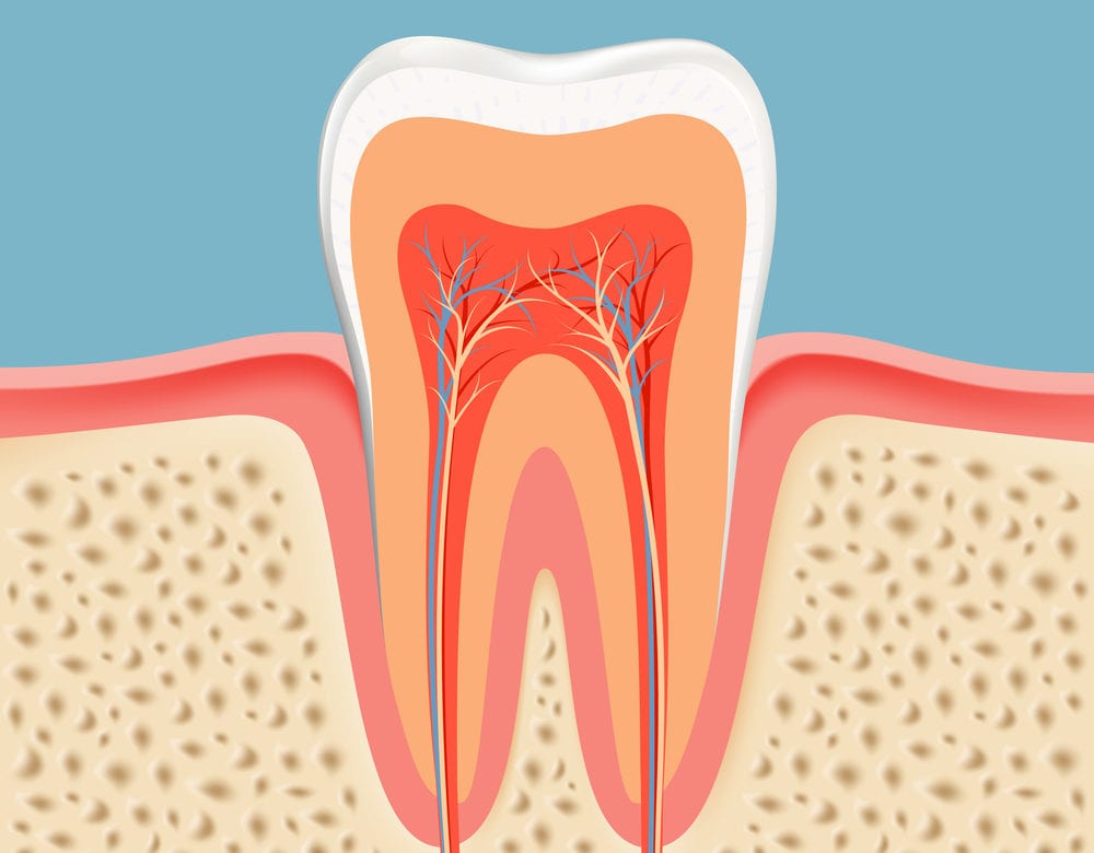 Diagram of a Root Canal